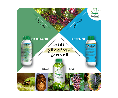graphic design companies in egypt
