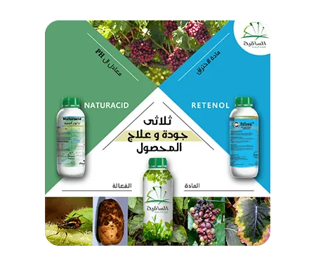 graphic design companies in egypt